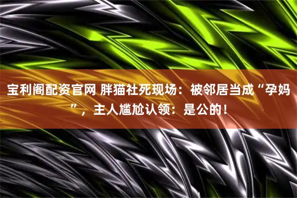 宝利阁配资官网 胖猫社死现场：被邻居当成“孕妈”，主人尴尬认领：是公的！